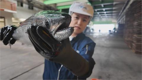 獨家／挑鯖魚別只看魚鰓！漁家網紅猩弟揭新手必看「三關鍵」