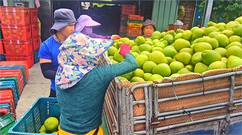 過剩文旦變高價值產品！　花農改場研發加工系統創附加價值　吸買家下訂