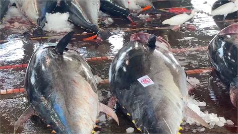 創新高！蘇澳拍賣黑鮪魚3852尾　年產值突破2億元