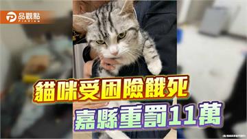 房客失聯棄養貓險餓死　嘉縣開罰11萬並列認養黑名單