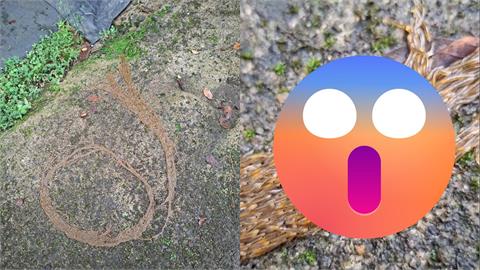 密集恐懼「橘白蟲海」蠕動成圈！專家曝是「這1害蟲」網：全身發麻