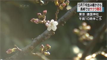 日櫻花季起跑！ 染井吉野櫻今年最早開花