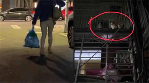 13隻貓疑遭虐待慘死！北市28歲女拎「兩袋貓屍」被抓包⋯屍臭屋現場曝光