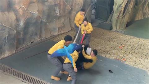 中國杭州動物園黑熊演突撲向馴養員 鸚鵡竟大叫「撒手」