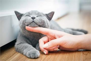 請問貓奴《是否會跟貓咪喵喵叫》？飼主一面倒回應：當然會啊！喵ΦωΦ