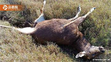 奇萊山獸神慘遭屠殺！鹿茸被鋸斷　山友怒批：盜獵者下地獄