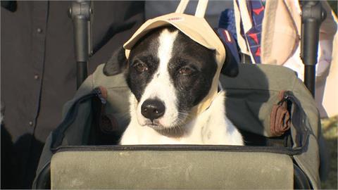 高雄20歲小媽媽超離譜！為領養狗「放9月女嬰在家7小時」竟全身傷猝死