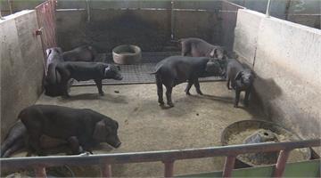 中國出口飼料驗出非洲豬瘟 防檢局：台灣未曾進口