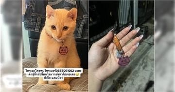 5個月大貓遭狗咬死！遊民烤熟遺體疑欲食用　竟向飼主討「贖屍費」