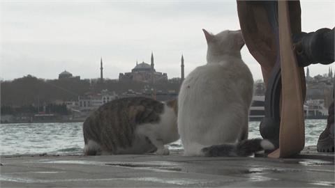 舉世聞名浪浪天堂　　60萬隻貓狗在伊斯坦堡悠然生活