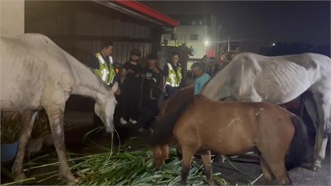 員工下班忘關門！　台中驚見「四馬逛大街」吃草