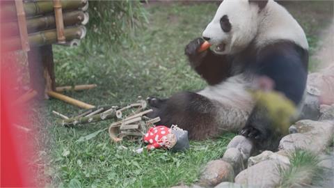 首隻在俄羅斯出生貓熊！　動物園慶「喀秋莎」2歲生日