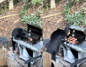 烤肉怎麼沒揪？家庭燒烤派對遭黑熊洗劫「10顆漢堡加可樂」　網友笑：懂吃