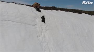 無人機拍攝干擾！小熊險失足滑落山坡