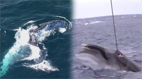 血色海灣終結？日本捕鯨重啟3年成果慘澹　靠補助苦撐挨批「垂死產業」