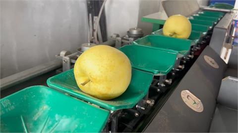丹娜絲過境！宜蘭黃金梨災損輕微　供應減少仍小漲百元