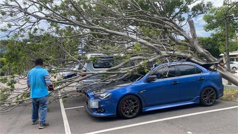 快新聞／楊柳颱風來襲！　苗栗停車場瞬間變「災區」樹倒5輛車遭殃