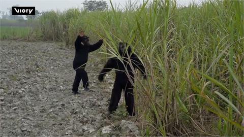 阻止動物來偷吃！　印度農民穿黑熊裝大吼嚇猴子