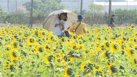 夢幻美景結合特色市集　嘉義花海生活節浪漫登場