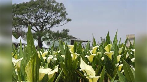 桃園海芋季明登場！//６萬５千多株繽紛海芋美不勝收