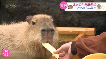 日本生肖交接超萌 水豚接棒迎接2020鼠年