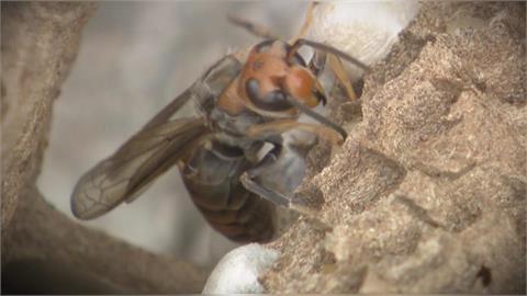 異言堂(影)／聞「蜂」喪膽    登山搜救隊員遭虎頭蜂螫死    專家教自保之道