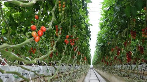 全台唯一高科技番茄農場！斥資2億成本卻零回收　老闆曝心中偉大願景