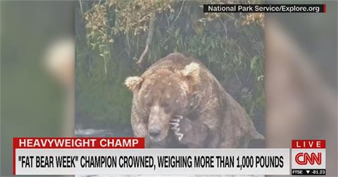 阿拉斯加最肥胖棕熊 「480歐提斯」四度稱王