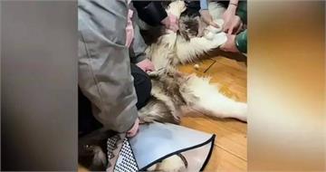 阿拉斯加犬狂咬人！70歲老父重傷送醫　她忍悲「安樂死」慘遭炎上