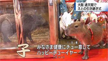 「豬、鼠」交棒! 大阪通天閣舉辦生肖交接儀式