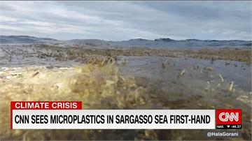 海洋悲歌！馬尾藻海微塑膠含量驚人
