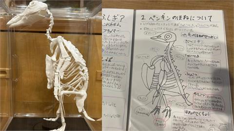 日本女童憑熱愛玩黏土做出「企鵝骨骼標本」　網驚喊：她才小學二年級