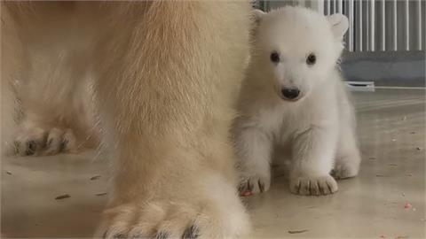 20年來首度繁衍成功　德國漢堡動物園喜迎北極熊寶寶
