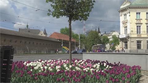 荷蘭去年捐贈10萬顆鬱金香球根　烏克蘭大城利維夫如今花團錦簇...忘卻戰火
