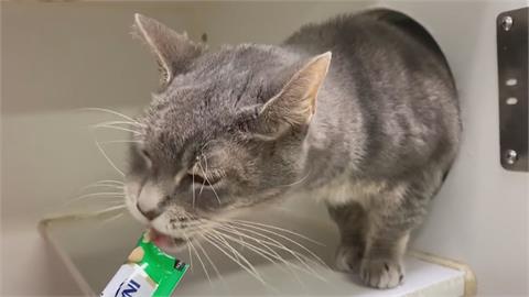 飼養開銷攀升　紐約寵物棄養潮加劇　專家揭省錢技巧