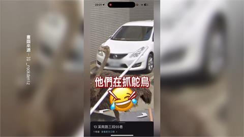 笑翻！查地址竟在街景看到「鴕鳥」　昔逛大街鴕鳥再登版面
