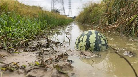 「杜蘇芮」挾雨勢！西瓜、哈密瓜泡爛　台東瓜農損失逾百萬