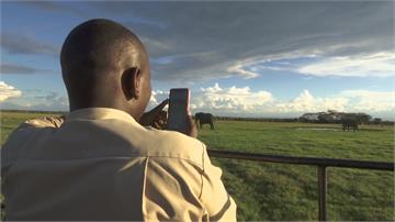 非洲大草原在家就能看到！肯亞動物保護區推線上直播找收入