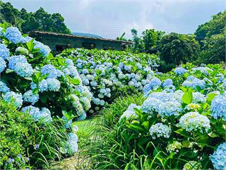 2025北台灣賞繡球去！7大網美必拍夢幻花海　本篇帶你看透透