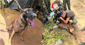4歲軍犬為救人遭炸傷！拖斷腿爬回主人身邊　最終心肺衰竭殉職