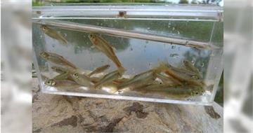 作秀害命2／八河分署配合政要走鐘　學者爆：為放流險變煮保育魚