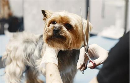 消保處訂犬貓美容定型化契約　業者應說明收費方式