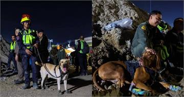 曼谷大樓被震垮！網傳「為搜救犬捐鞋、捐錢」泰國官方澄清：是詐騙