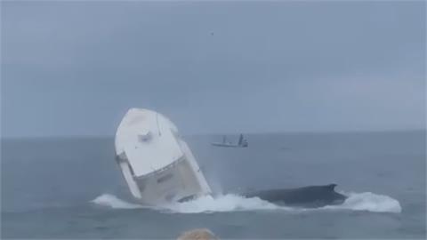 驚險全都錄！　大鯨魚掀翻船、2釣客獲救高呼奇蹟