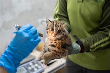 石虎寶寶名字由你來決定！動物園邀各界參與命名