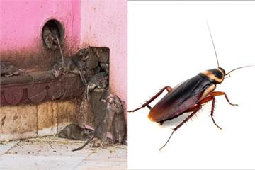 無品女住家囤垃圾老鼠蟑螂竄樓層　臭酸味瀰漫社區崩潰了