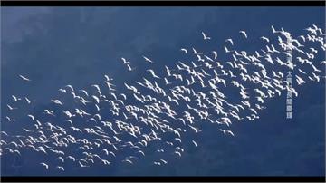 壯觀！黃頭鷺大遷徙 成群結隊飛越山谷