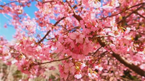 粉紅色山櫻花美麗綻放　賞花遊客一睹風采