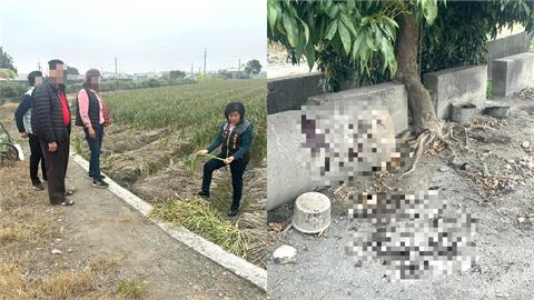 忠犬為守護蒜頭田遭賊「割喉殺害」倒臥血泊亡！手法殘忍農民崩潰了