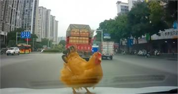 開車到一半「天降母雞」！駕駛帶回家養　網友笑：天賜良雞今晚吃雞